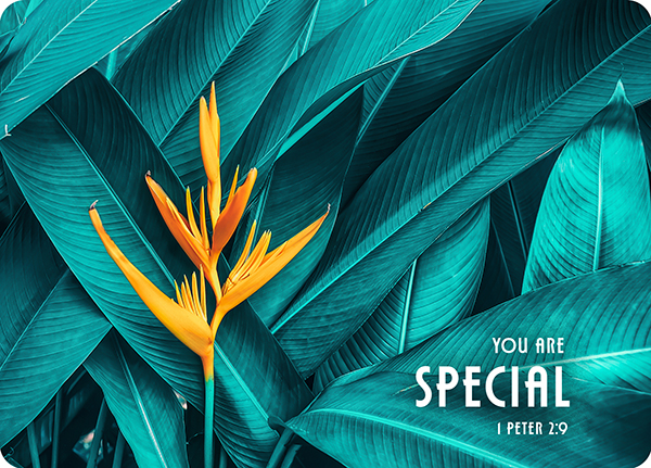 XL-Postkarte Big Blessing - Special