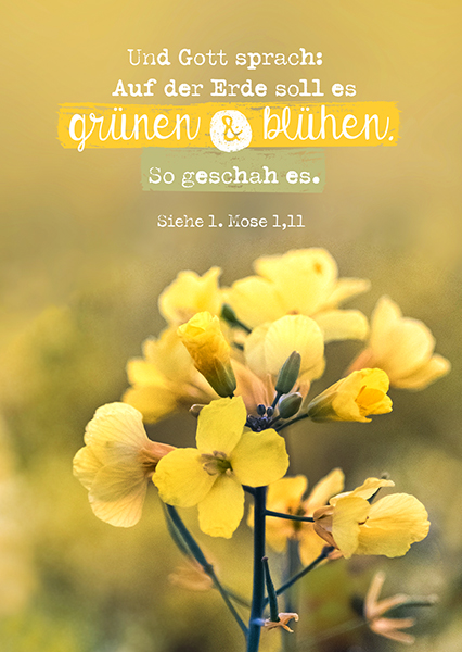 Postkarte - Grünen und blühen