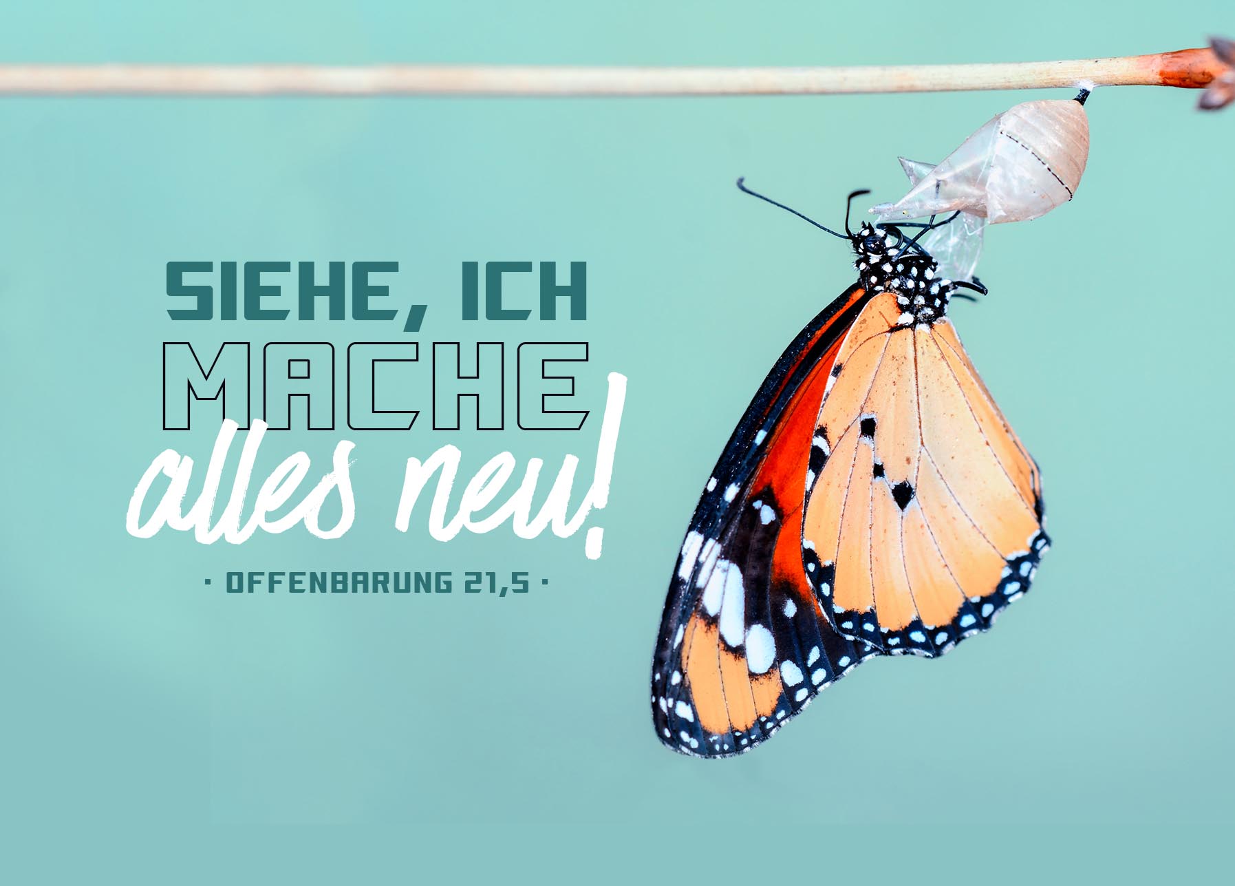 Postkarte - Jahreslosung 2026 - Schmetterling