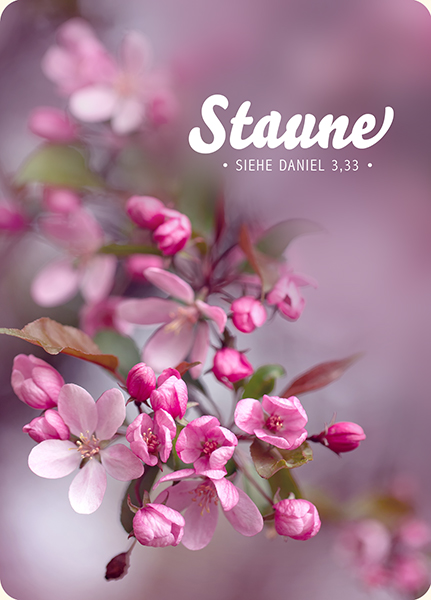 XL-Postkarte Big Blessing - Staune (Blüten)