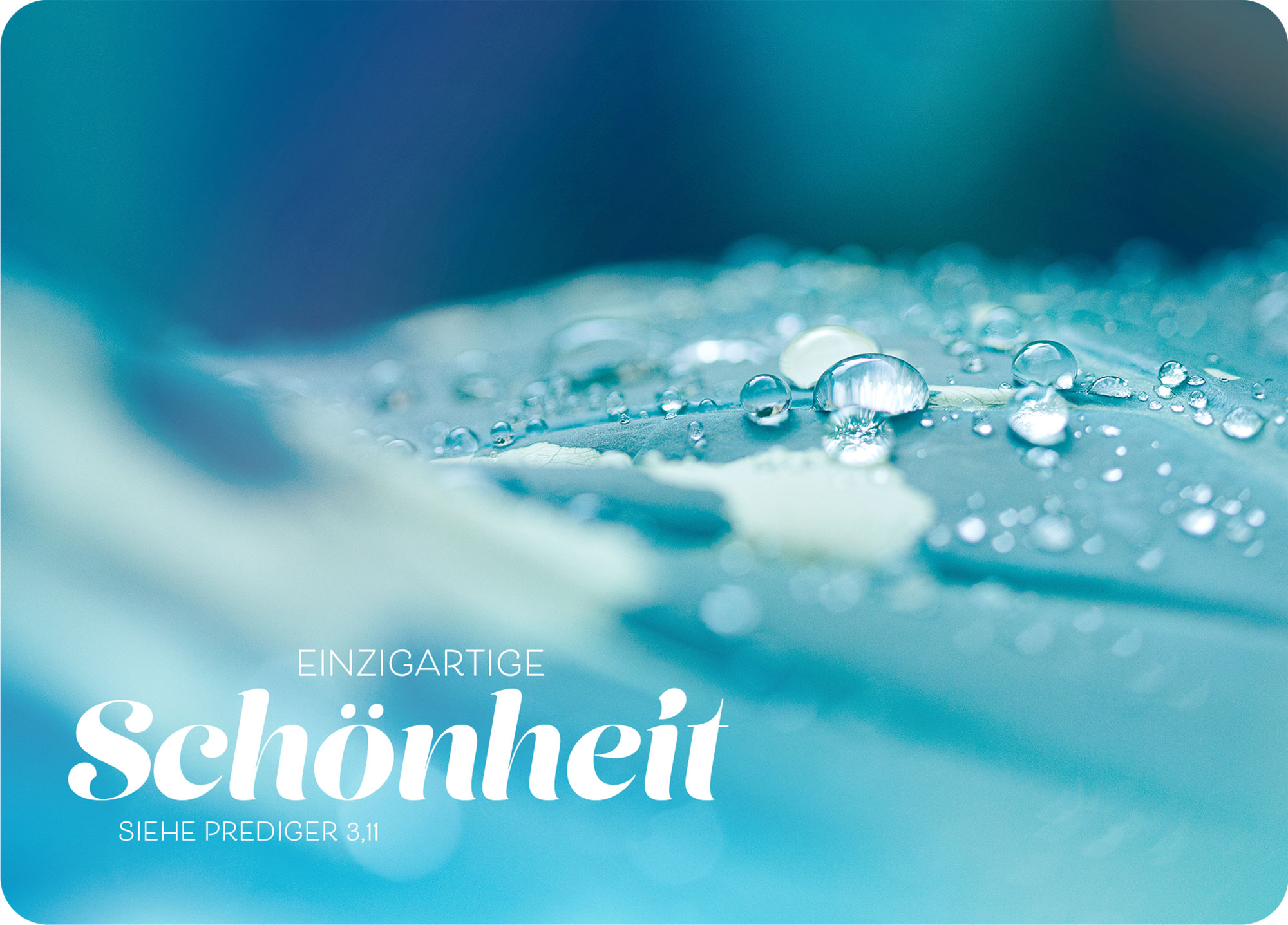 XL-Postkarte Big Blessing - Einzigartige Schönheit